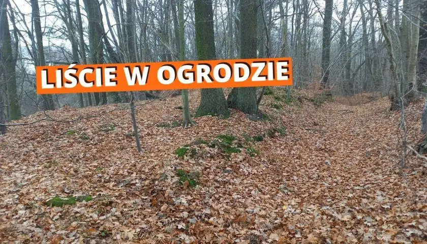 Praktyczne sposoby na to, co zrobić z liśćmi na działce, które pomogą